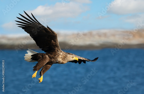 White-tailed sea eagle in flight over blue water with wings spread wide while hunting for fish