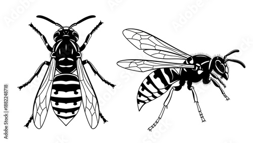 Black and white illustration of a wasp viewed from above and in flight, showcasing striped body and detailed wings
