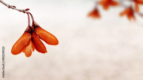 Group of orange brown samara seeds hanging from a slender branch against a soft, light background, highlighting unique form