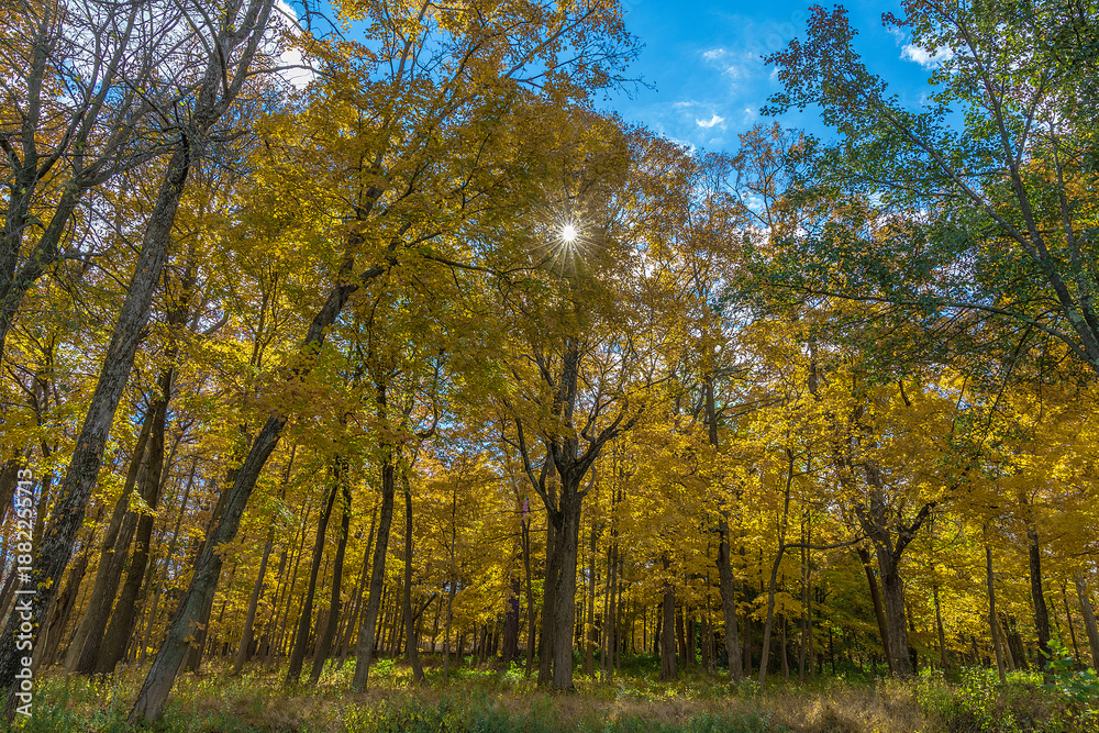 Fototapeta premium Autumn in the golf course