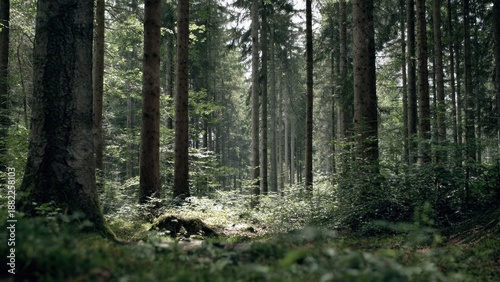 Wallpaper Mural Lush green forest with sunlit groundcover Torontodigital.ca