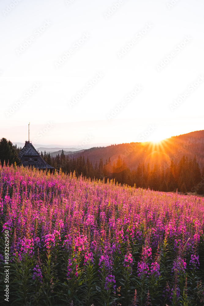 Obraz premium Fireweed Meadow at Sunrise on Hala Gąsienicowa Tatra