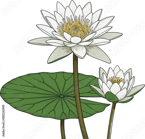 white lotus flower illustration, sacred water lily botanical art, blooming aquatic plant drawing, peaceful zen nature concept, isolated vector design