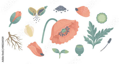 Poppy plant life cycle illustration set showing the flower, bud, seed pod, leaf, and root system in a flat, botanical vector style with a muted color palette