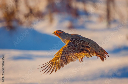 A freckle partridge - Perdix perdix in flight