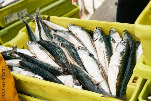 Fotografija Fresh mackerel fish catch in yellow crate. Santona, cantabria