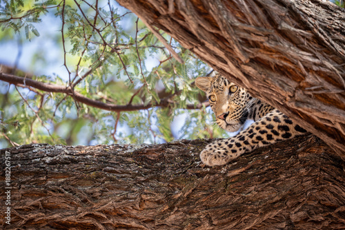Young leopard peers out from behind a tree in Khwai river area of okavango delta.