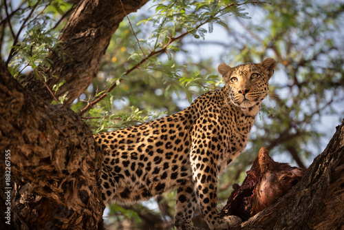 A leopard stands over its kill on the branch of a tree in khwai river area of okavango delta.