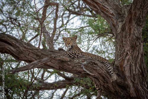 A young leopard resting on the branch of a tree, Khwai River, Botswana