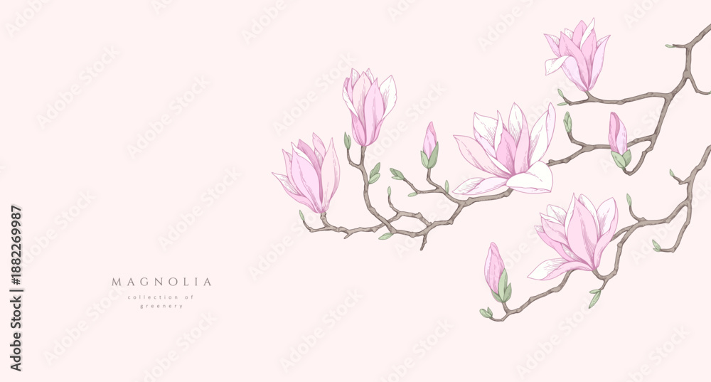 Naklejka premium Magnolia blooming. Spring background with flowers and brunch. Detailed botanic floral collection for Valentines day invitation, wallpaper