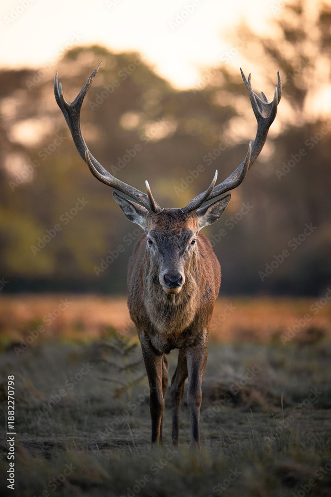 Obraz premium red deer stag