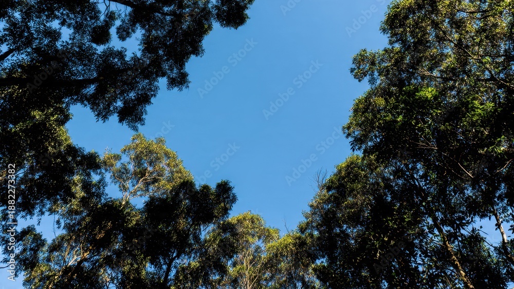 Fototapeta premium Looking up through the treetops to blue sky