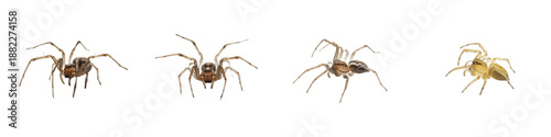 Four Spider Poses PNG Set Isolated on White Background - Realistic Arachnid Graphics for Nature Education, Garden Wildlife, and Biological Science Projects