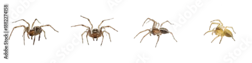 Fototapeta na wymiar Four Spider Poses PNG Set Isolated on White Background - Realistic Arachnid Graphics for Nature Education, Garden Wildlife, and Biological Science Projects