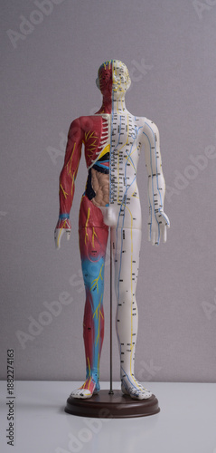 anatomy of human body for Chinese style acupuncture