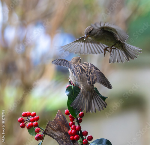 Sparrows in winter, due to lack of food, fight over the food offered!