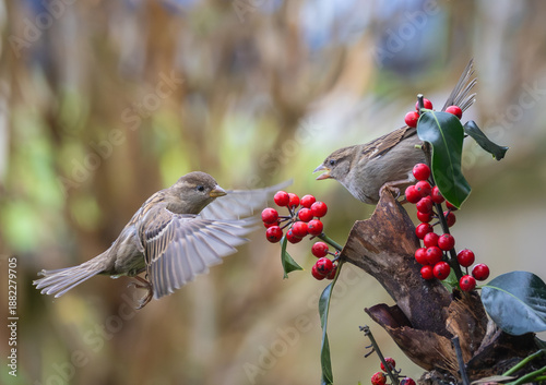 Sparrows in winter, due to lack of food, fight over the food offered!