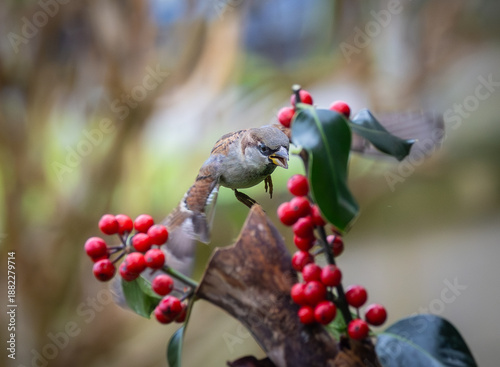 Sparrows in winter, due to lack of food, fight over the food offered!