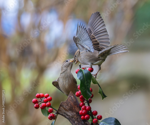 Sparrows in winter, due to lack of food, fight over the food offered!