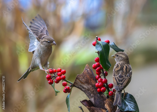 Sparrows in winter, due to lack of food, fight over the food offered!