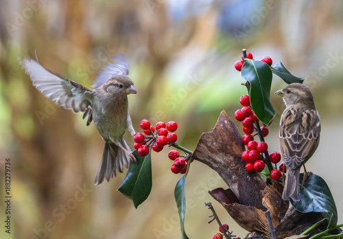 Sparrows in winter, due to lack of food, fight over the food offered!