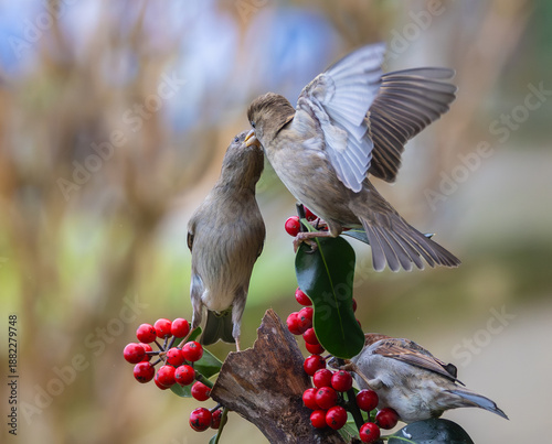 Sparrows in winter, due to lack of food, fight over the food offered!
