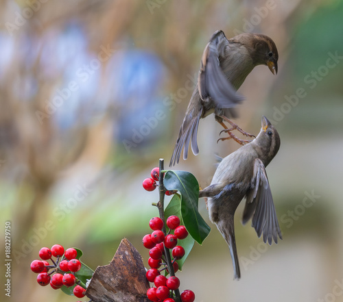 Sparrows in winter, due to lack of food, fight over the food offered!