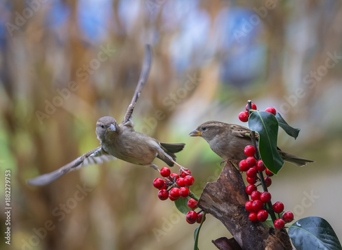 Sparrows in winter, due to lack of food, fight over the food offered!