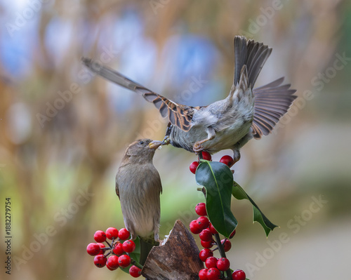 Sparrows in winter, due to lack of food, fight over the food offered!