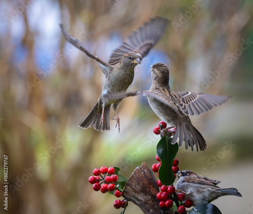 Sparrows in winter, due to lack of food, fight over the food offered!