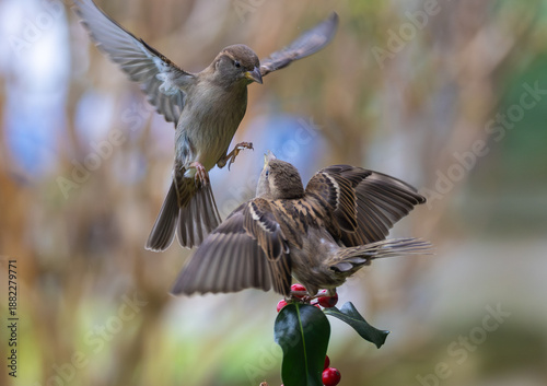 Sparrows in winter, due to lack of food, fight over the food offered!