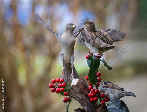 Sparrows in winter, due to lack of food, fight over the food offered!