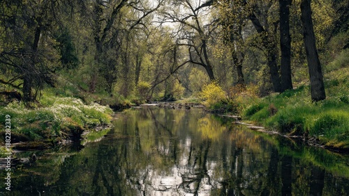 Idyllic River Scene in Forest