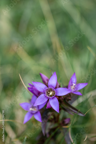 Purple flowers of german gentian (Gentianella germanica) grow tall among green grass in Gemeinde Bohinj, Slovenia showing nature's beauty during summer days.