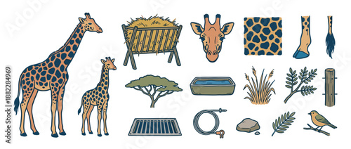 Collection of hand-drawn giraffe illustrations with various zoo and wildlife elements like a feeder, acacia tree, water trough, and bird, depicted in a cute cartoon style