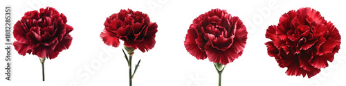 Red carnation – A vibrant deep red-colored carnation symbolizing love and admiration. Isolated on Clear White Background Highly Detailed