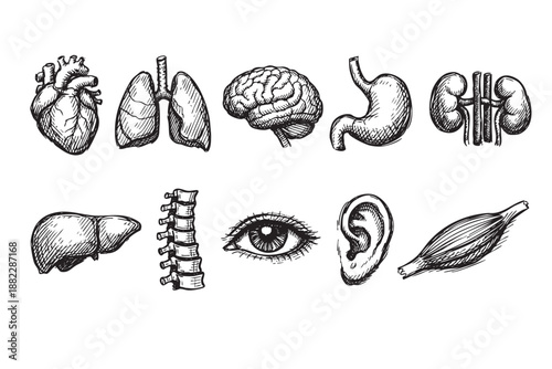 Hand drawn illustration of human organs including heart, lungs, brain, kidneys, liver, eye, and muscle, isolated on white background and perfect for medical design, education, or creative projects.