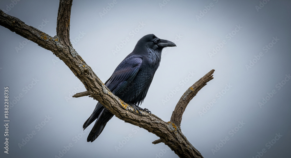 Naklejka premium Image of black raven perched on branch against grey sky, creating a stark contrast, representing nature, wildlife, and a sense of mystery and intelligence