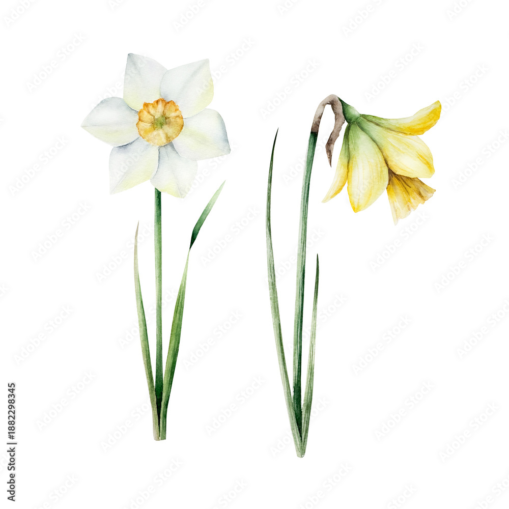 Fototapeta premium Spring daffodils flowers. Watercolor Narcissus, easter hand drawn illustration isolated on background, transparent png. Botanical and wedding clip art. For greeting card, wallpaper, wrapping paper