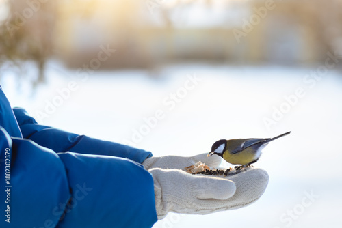 Tit  sits on the arm of a man holding seeds. Feed birds in the park in winter. Concept of the International Day of Birds © Leka