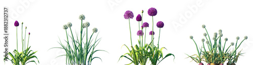 фотографія Set of Allium hollandicum and Allium cepa (the common onion) frontal isolated pn