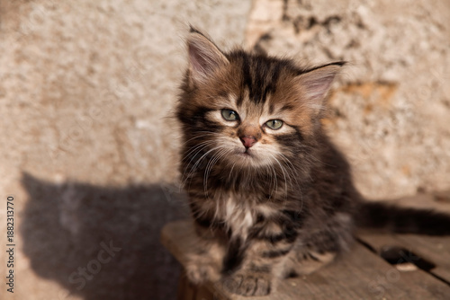 Vászonkép Petit chaton tigré au poil long assis devant un mur en pierre au soleil