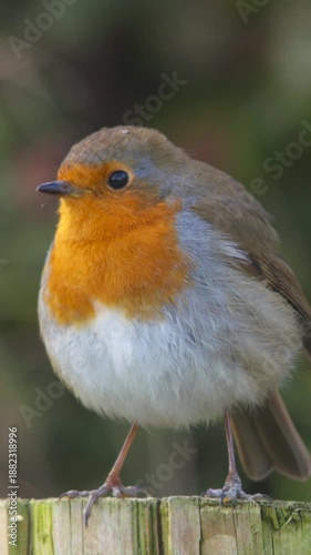 Robin cute bird chirping from wooden post close up