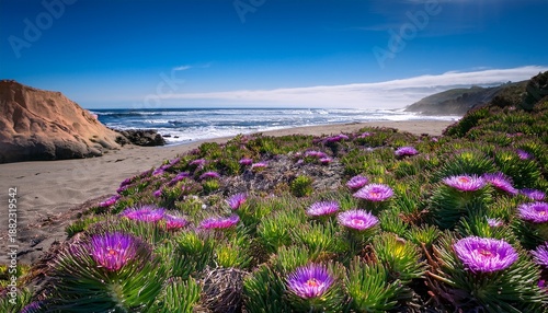Green Ice Plants With Purple Flowers In California Usa