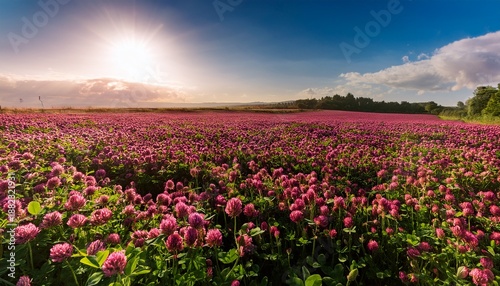 Wallpaper Mural Field Of Pink Crimson Clover Agriculture Nitrogen Fixing Cover Crop Torontodigital.ca