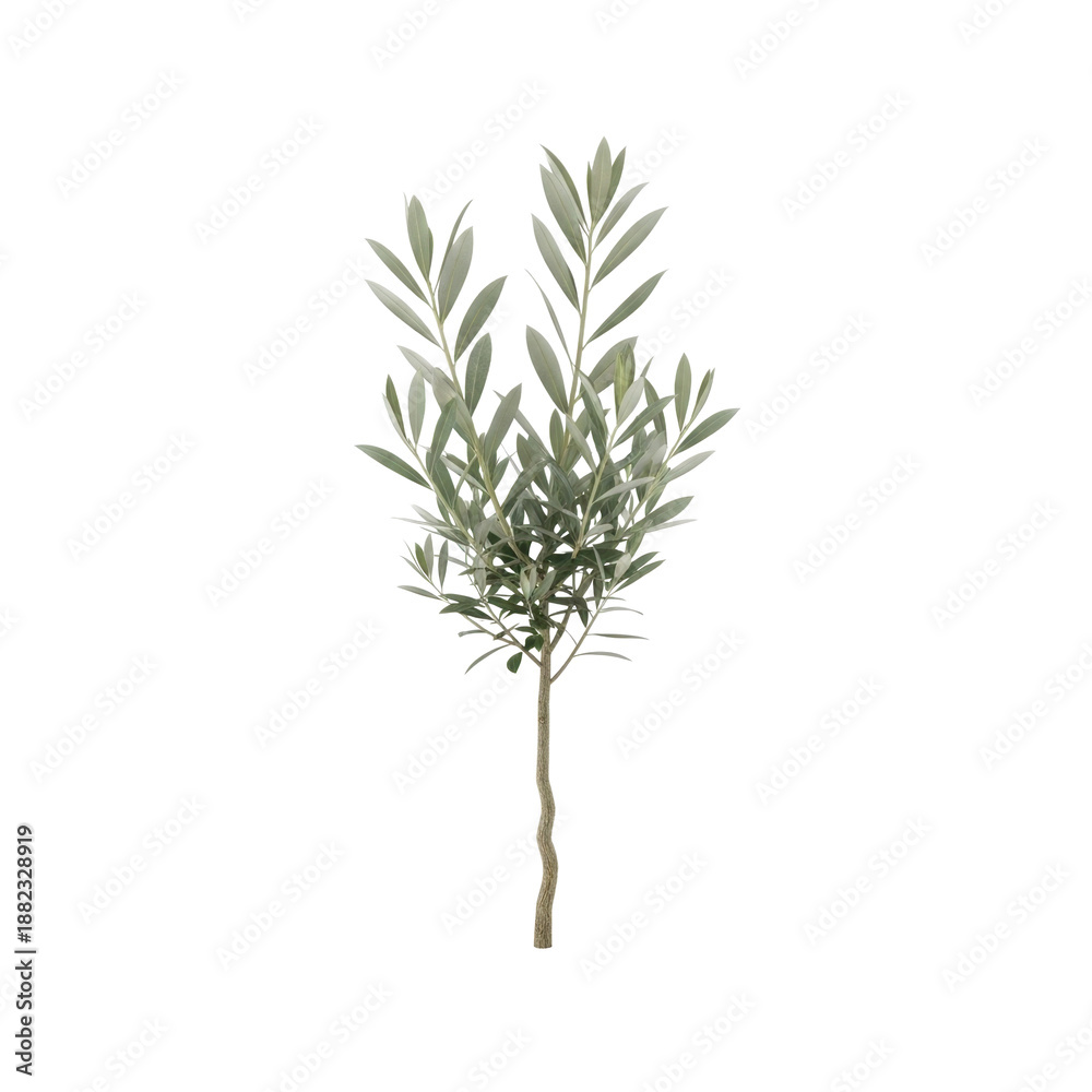 Fototapeta premium Young Olive Tree with Long Leaves