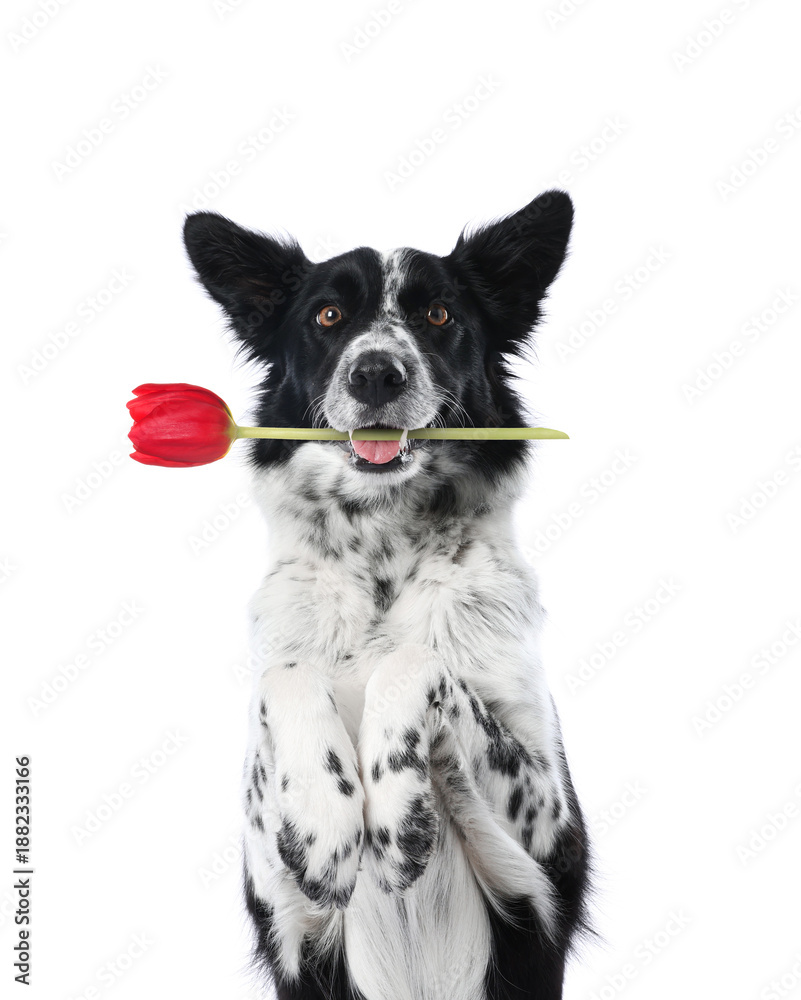 Fototapeta premium Cute border collie dog holding pink flower in mouth on white background