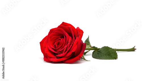 A single red rose lying on a clean white background