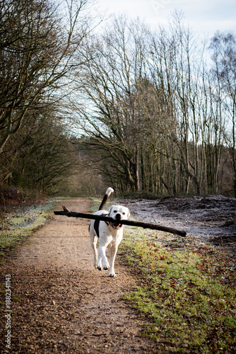 Dog Carrying Stick in Woodland