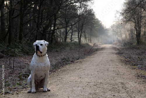 Dog Sitting on Misty Woodland Trail